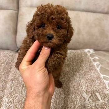 Toy pudle vrhunskog porekla