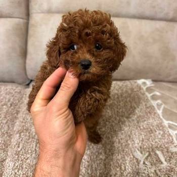 Toy pudle vrhunskog porekla