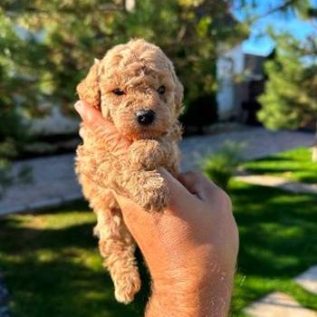 Toy pudle vrhunskog porekla