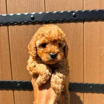 Toy pudle vrhunskog porekla