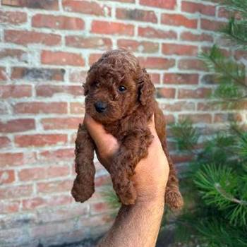 Toy pudle vrhunskog porekla