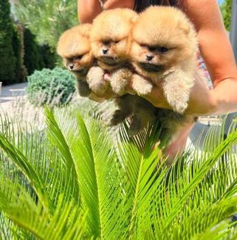 Pomeranci vrhunskog kvaliteta