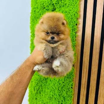 Pomeranci vrhunskog kvaliteta