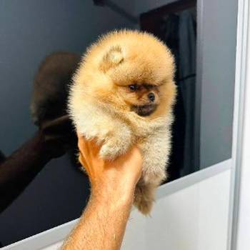 Pomeranci vrhunskog kvaliteta