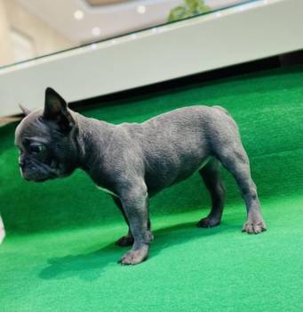 Zensko stene francuskog buldoga