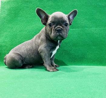 Zensko stene francuskog buldoga