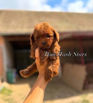 Najmanje pudle, od najlepsih roditelja u Evropi