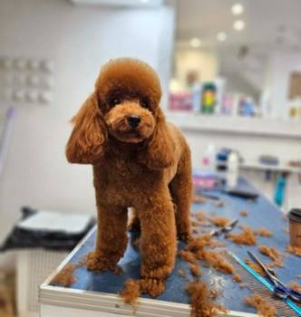 Najmanje pudle, od najlepsih roditelja u Evropi