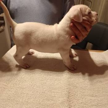 Dogo Argentino, štenci