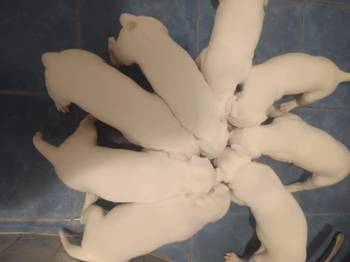 Dogo Argentino, štenci