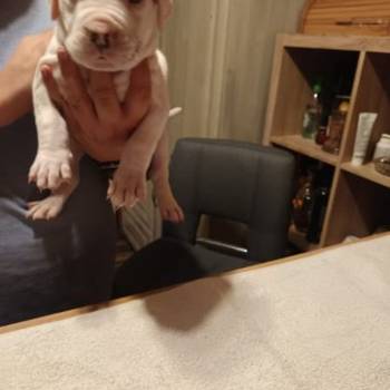 Dogo Argentino, štenci