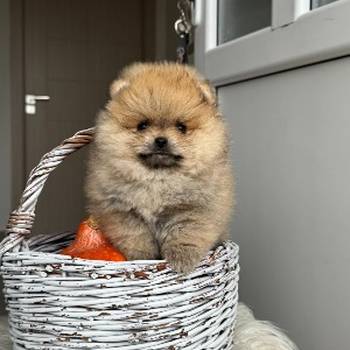 Dostupni prelepi štenci pomeranaca