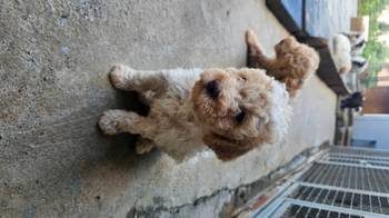 Lagotto Romagnolo, dostupni štenci