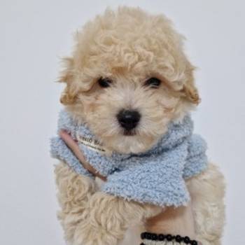 Preslatki maleni maltipoo stenci