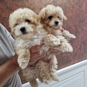 Preslatki maleni maltipoo stenci