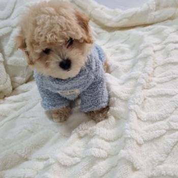 Preslatki maleni maltipoo stenci