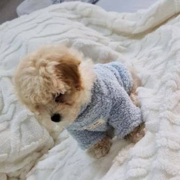 Preslatki maleni maltipoo stenci