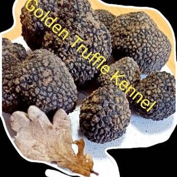 Psi za trazenje tartufa -Tartufari