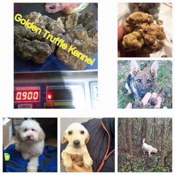 Psi za trazenje tartufa -Tartufari