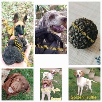 Psi za trazenje tartufa -Tartufari