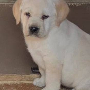 Labrador retriver, štenci šampionskog porekla