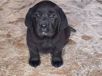 Labrador retriver, štenci šampionskog porekla