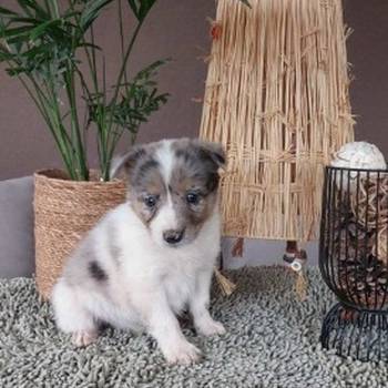 Border koli/collie štenci