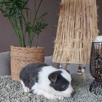 Border koli/collie štenci