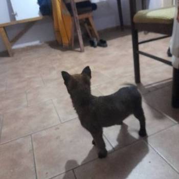 Belgijski ovčar malinoa štenci