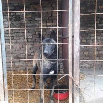 Belgijski ovčar malinoa štenci