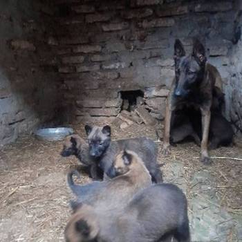 Belgijski ovčar malinoa štenci