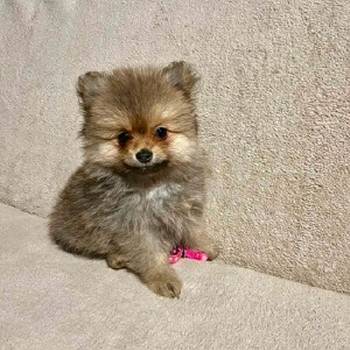 Pomeranac, prelepi štenci