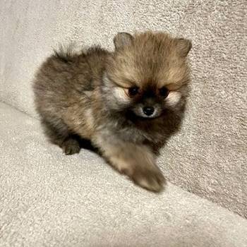 Pomeranac, prelepi štenci