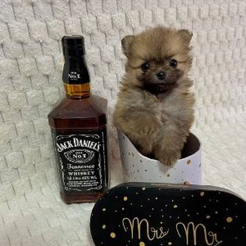 Pomeranac, prelepi štenci