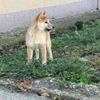 Shiba inu štenci od vrhunskih roditelja