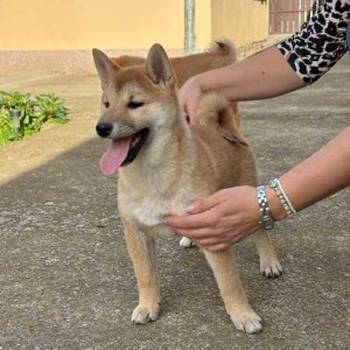 Shiba inu štenci od vrhunskih roditelja