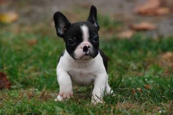 Francuski buldog stenci