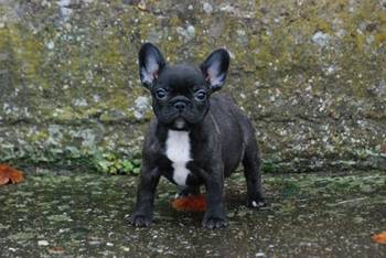 Francuski buldog stenci