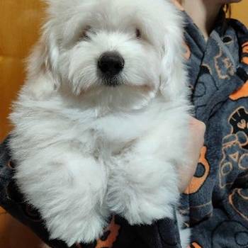 Coton de Tulear