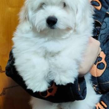 Coton de Tulear