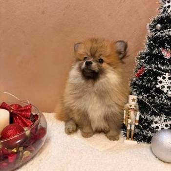 Pomeranski špic štenci oranž i beli