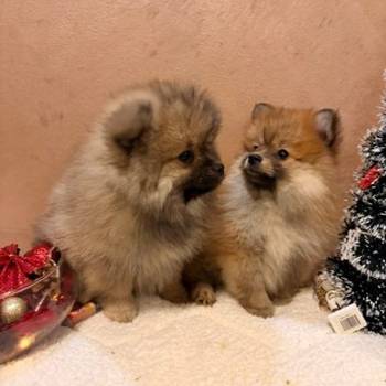 Pomeranski špic štenci oranž i beli