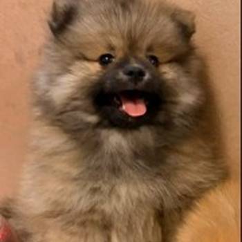 Pomeranski špic štenci oranž i beli