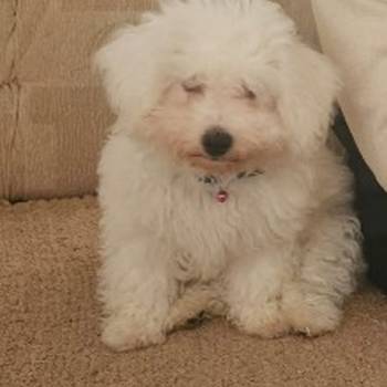 Kovrdžavi bišon (Bichon frise), štenci