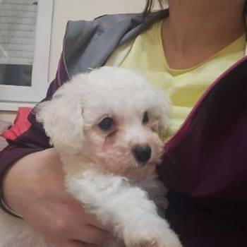 Kovrdžavi bišon (Bichon frise), štenci