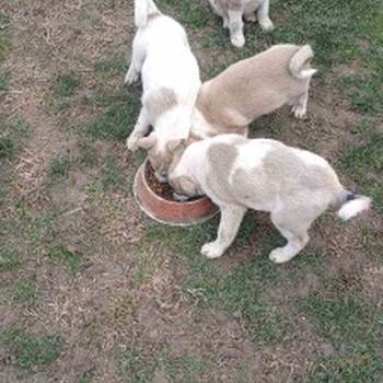 Štenci Zapadno Sibirske Lajke