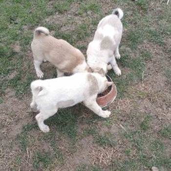 Štenci Zapadno Sibirske Lajke