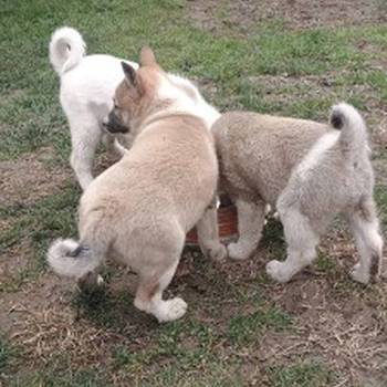 Štenci Zapadno Sibirske Lajke