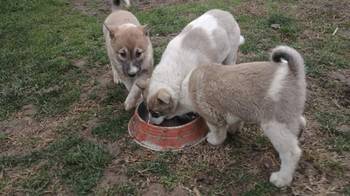 Štenci Zapadno Sibirske Lajke
