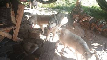 Štenci Zapadno Sibirske Lajke